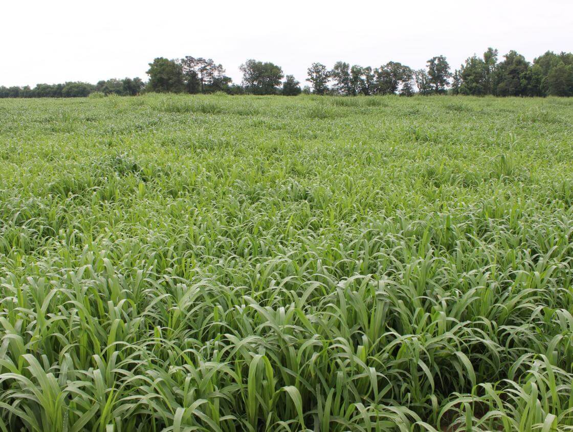 Prime 360 Millet Southeast AgriSeeds